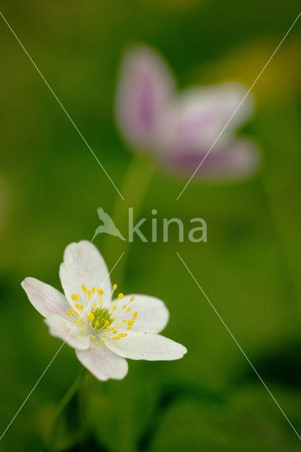 Bosanemoon (Anemone nemorosa)