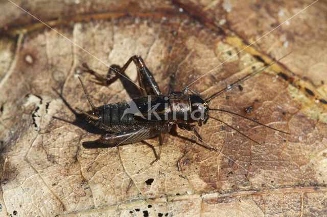 Wood-cricket (Nemobius sylvestris)