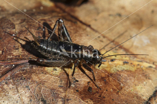 Wood-cricket (Nemobius sylvestris)