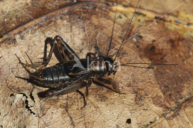 Wood-cricket (Nemobius sylvestris)