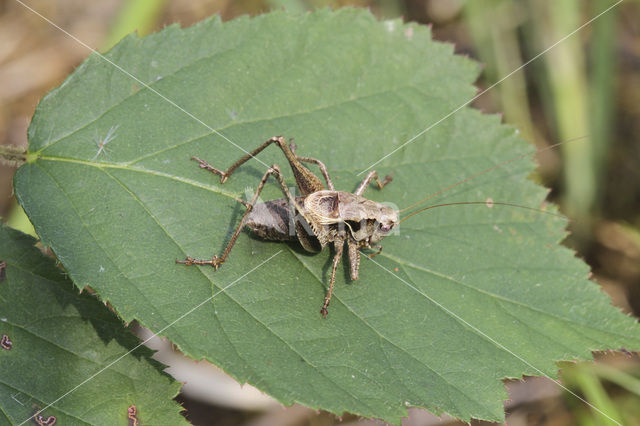 Dark Bush-cricket (Pholidoptera griseoaptera)