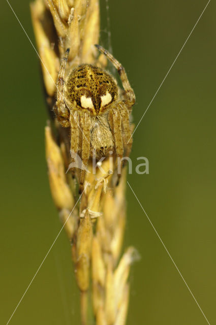 Brede wielwebspin (Agalenatea redii)