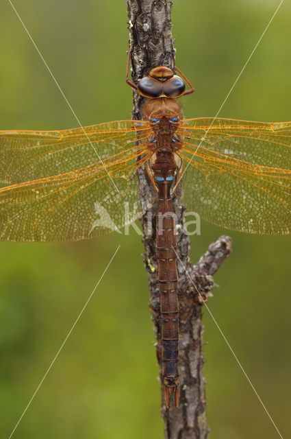 Bruine glazenmaker (Aeshna grandis)