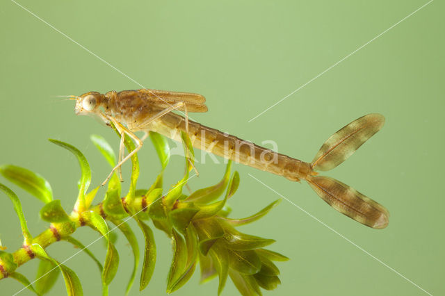 Bruine winterjuffer (Sympecma fusca)