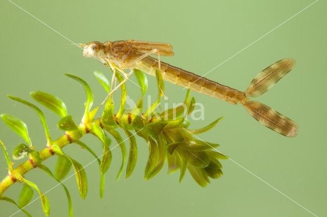 Bruine winterjuffer (Sympecma fusca)