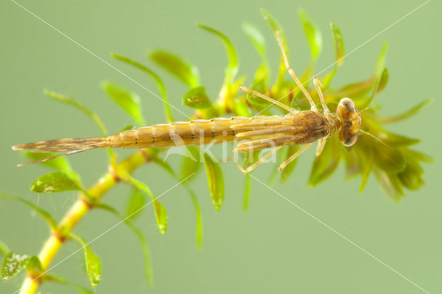 Bruine winterjuffer (Sympecma fusca)