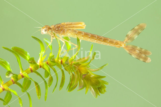 Bruine winterjuffer (Sympecma fusca)