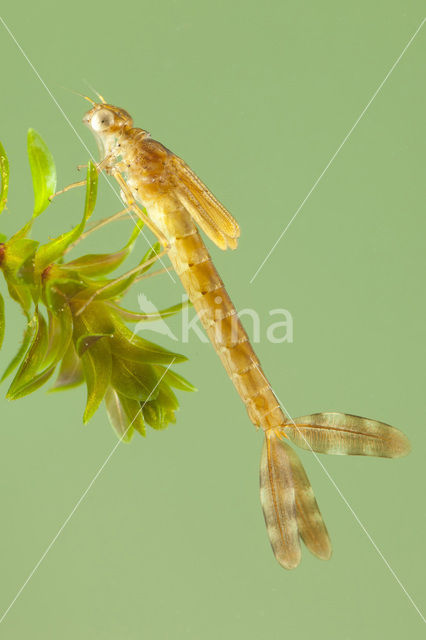 Bruine winterjuffer (Sympecma fusca)