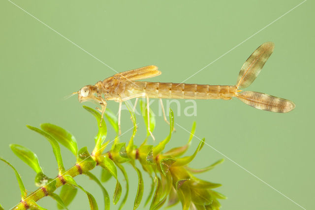 Bruine winterjuffer (Sympecma fusca)