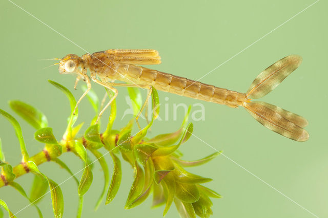 Bruine winterjuffer (Sympecma fusca)