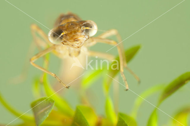 Bruine winterjuffer (Sympecma fusca)