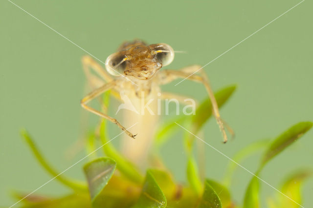 Bruine winterjuffer (Sympecma fusca)