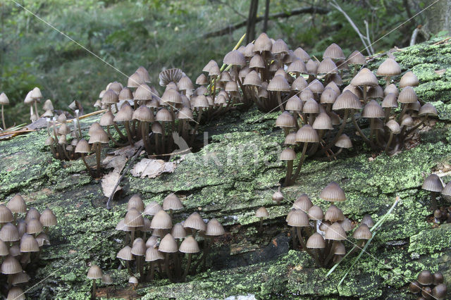 Chloormycena (Mycena alcalina sl