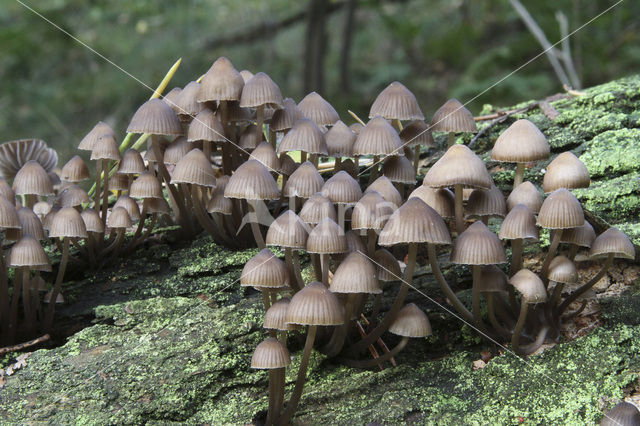 Chloormycena (Mycena alcalina sl