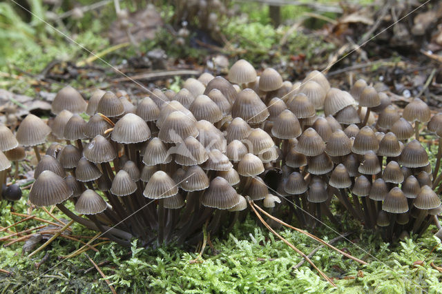 Chloormycena (Mycena alcalina sl