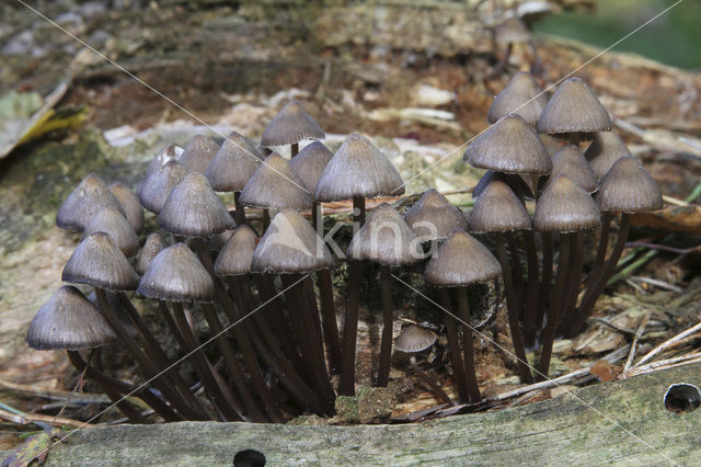 Chloormycena (Mycena alcalina sl