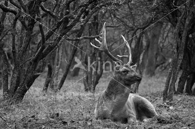 Fallow Deer (Dama dama)