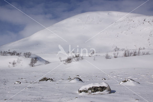 Dovrefjell National Park