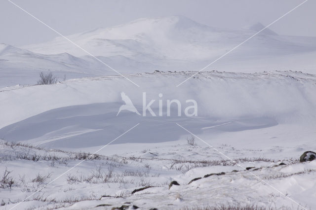 Dovrefjell National Park