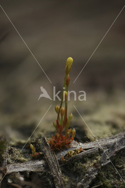 Draadgentiaan (Cicendia filiformis)