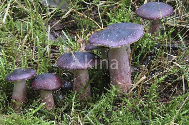 Primrose Brittlegill (Russula drimeia)