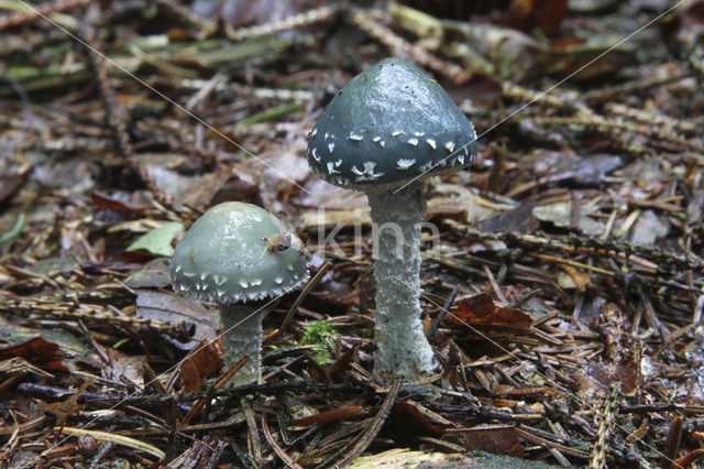 Echte kopergroenzwam (Psilocybe aeruginosa)