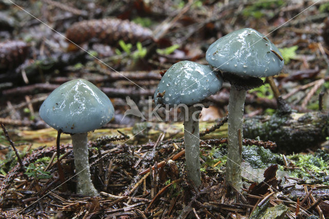 Echte kopergroenzwam (Psilocybe aeruginosa)