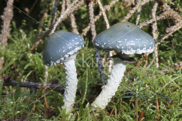 Echte kopergroenzwam (Psilocybe aeruginosa)