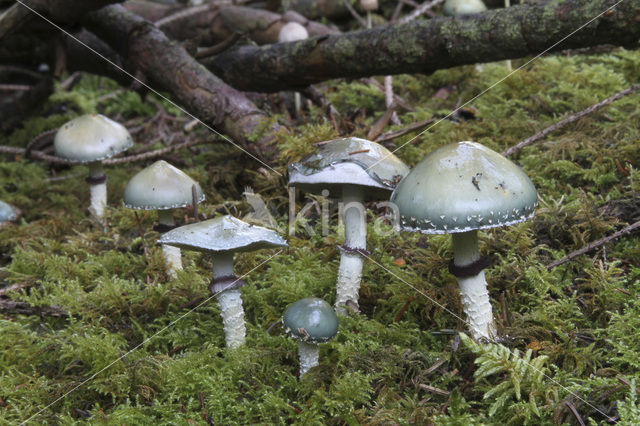 Echte kopergroenzwam (Psilocybe aeruginosa)