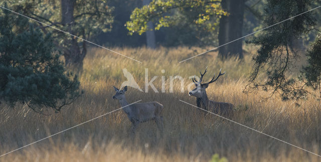 Edelhert (Cervus elaphus)