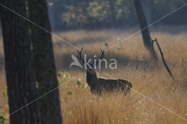 Edelhert (Cervus elaphus)