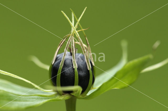 Eenbes (Paris quadrifolia)