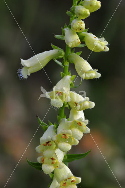 Geel vingerhoedskruid (Digitalis lutea)