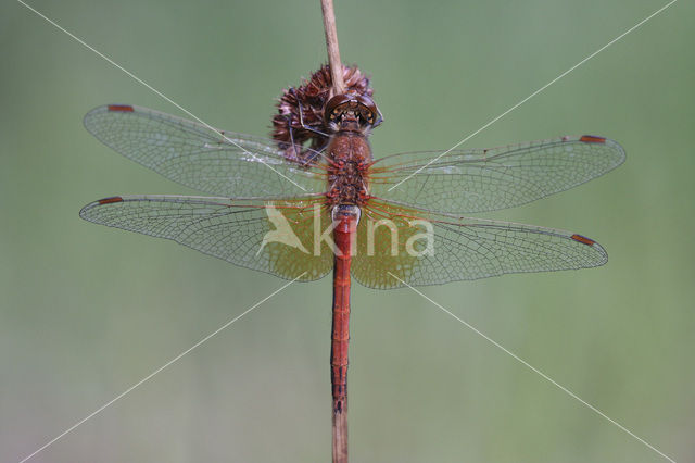 Geelvlekheidelibel (Sympetrum flaveolum)