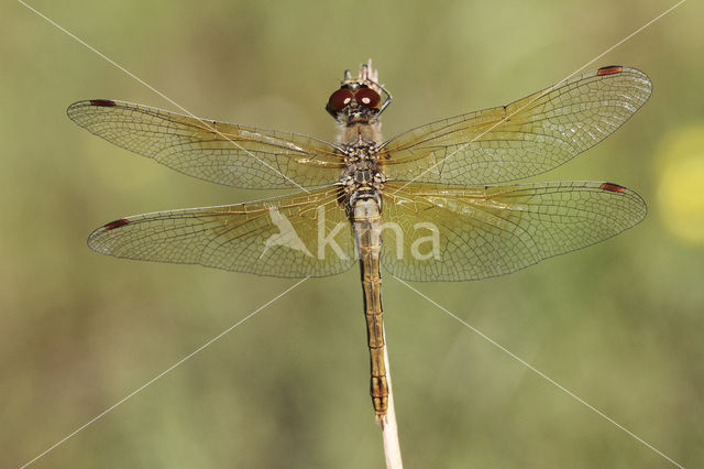 Yellow-winged Darter (Sympetrum flaveolum)