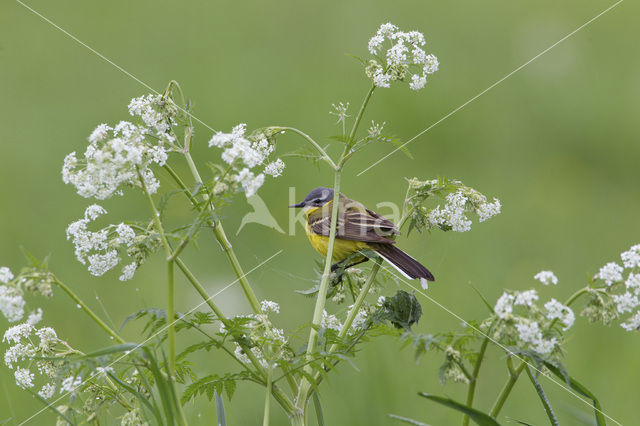 Gele Kwikstaart (Motacilla flava)