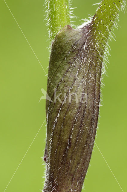 Gewone bereklauw (Heracleum sphondylium)