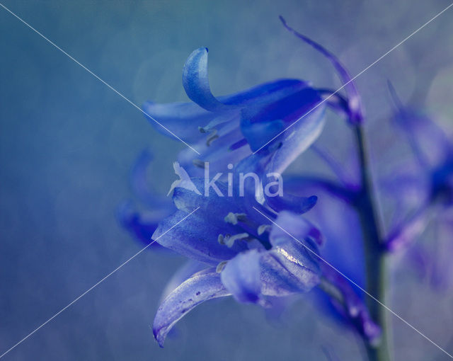 Grasklokje (Campanula rotundifolia)