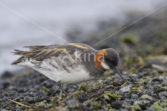 Grauwe Franjepoot (Phalaropus lobatus)