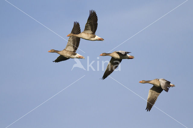 Grauwe Gans (Anser anser)