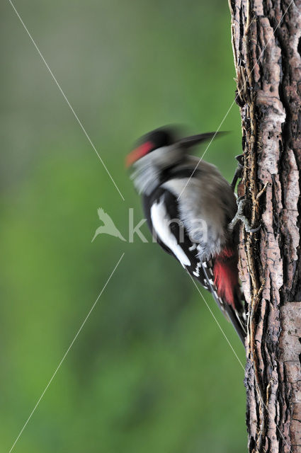 Grote Bonte Specht (Dendrocopos major)