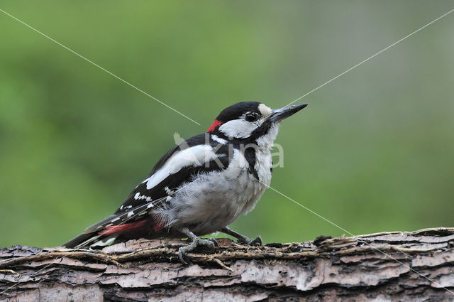 Grote Bonte Specht (Dendrocopos major)