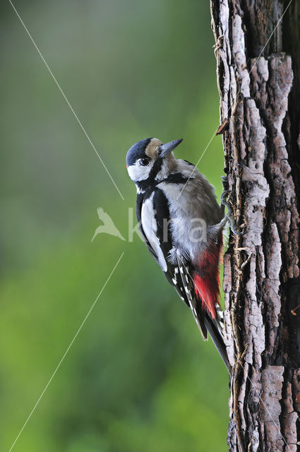 Grote Bonte Specht (Dendrocopos major)