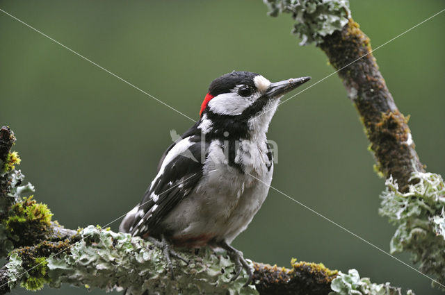 Grote Bonte Specht (Dendrocopos major)