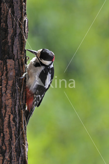 Grote Bonte Specht (Dendrocopos major)