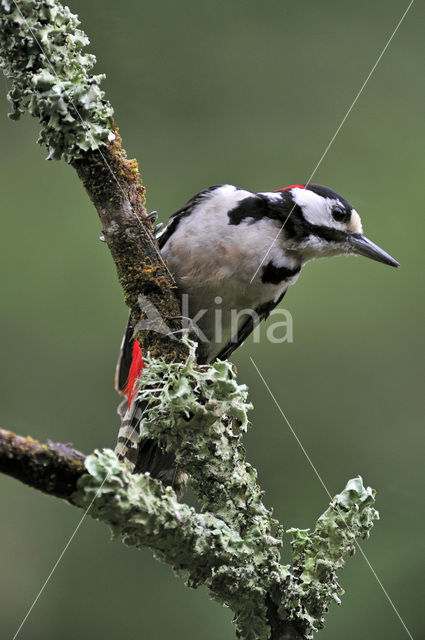 Grote Bonte Specht (Dendrocopos major)