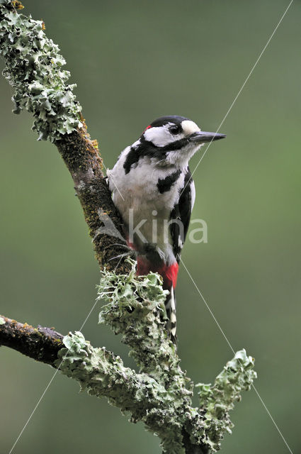 Grote Bonte Specht (Dendrocopos major)