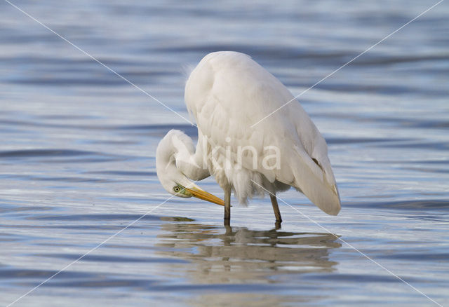 Grote zilverreiger (Casmerodius albus)