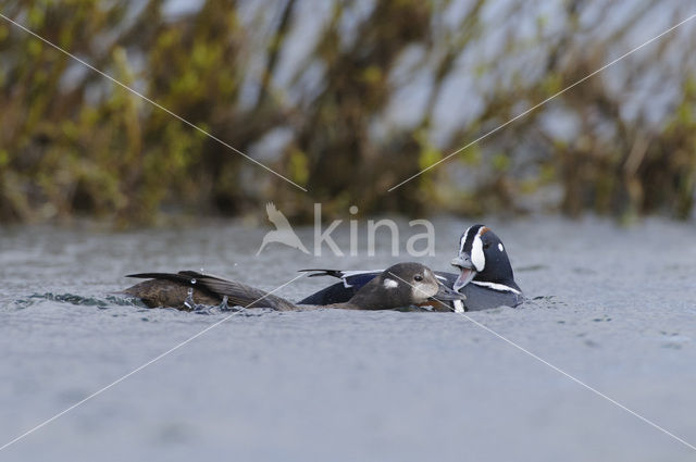 Harlekijneend (Histrionicus histrionicus)