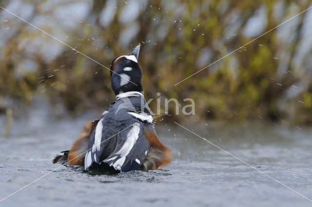 Harlekijneend (Histrionicus histrionicus)